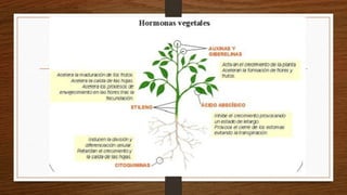 Coordinación Celular-Hormonas Vegetales.pptx