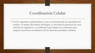 Coordinación Celular
• En los organismos pluricelulares, como consecuencia de la especialización
celular y el reparto del trabajo fisiológico, es necesaria la presencia de unos
sistemas de regulación y coordinación que integren los estímulos para
asegurar la perfecta coordinación de las diversas actividades celulares.
 