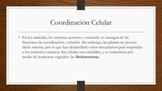 Coordinación Celular
• En los animales, los sistemas nervioso y muscular se encargan de las
funciones de coordinación y relación. Sin embargo, las plantas no poseen
dicho sistema, por lo que han desarrollado otros mecanismos para responder
a los estímulos externos. Sus células son excitables, y se comunican por
medio de hormonas vegetales: las fitohormonas.
 