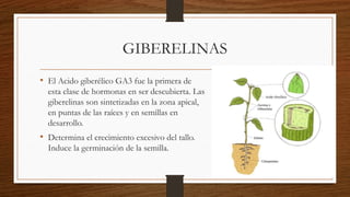 GIBERELINAS
• El Acido giberélico GA3 fue la primera de
esta clase de hormonas en ser descubierta. Las
giberelinas son sintetizadas en la zona apical,
en puntas de las raíces y en semillas en
desarrollo.
• Determina el crecimiento excesivo del tallo.
Induce la germinación de la semilla.
 