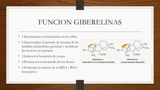 FUNCION GIBERELINAS
• 1.Incrementan el crecimiento en los tallos.
• 2.Interrumpen el periodo de latencia de las
semillas, haciéndolas germinar y mobilizan
las reservas en azúcares.
• 3.Inducen la brotación de yemas.
• 4.Promueven el desarrollo de los frutos.
• 5.Estimulan la sintesis de un RNA ( RNA
mensajero).
 