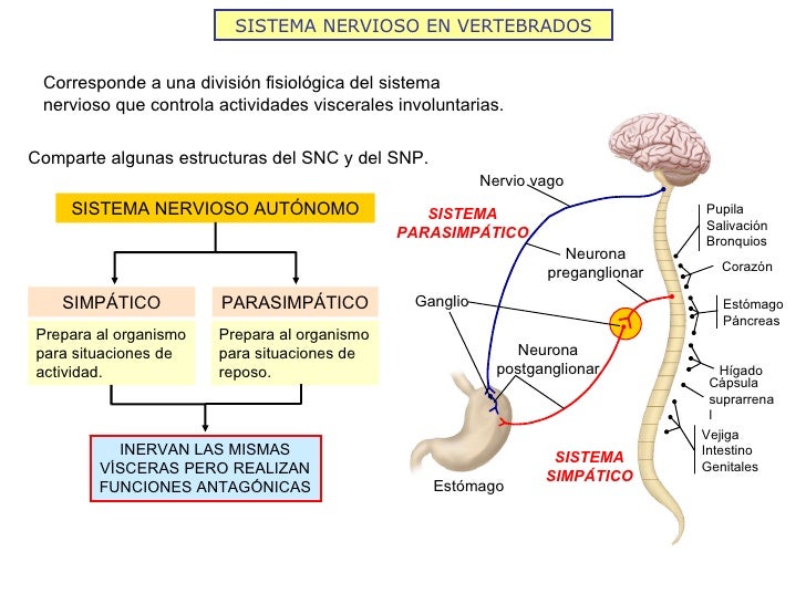 Imagenes De Cerebro Cerebelo Y Medula Espinal  Auto 