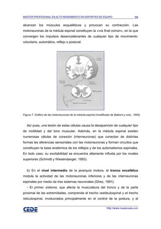 MÁSTER PROFESIONAL EN ALTO RENDIMIENTO EN DEPORTES DE EQUIPO                               39

alcanzan los músculos esqueléticos y provocan su contracción. Las
motoneuronas de la médula espinal constituyen la «vía final común», en la que
convergen los impulsos desencadenantes de cualquier tipo de movimiento:
voluntario, automático, reflejo o postural.




Figura 7: Gráfico de las motoneuronas de la médula espinal (modificado de Balboni y cols., 1993).


   Así pues, una lesión de estas células causa la desaparición de cualquier tipo
de motilidad y del tono muscular. Además, en la médula espinal existen
numerosas células de conexión (interneuronas) que conectan de distintas
formas las aferencias sensoriales con las motoneuronas y forman circuitos que
constituyen la base anatómica de los reflejos y de los automatismos espinales.
En todo caso, su excitabilidad se encuentra altamente influida por los niveles
superiores (Schmidt y Wiesendanger, 1993).


   b) En el nivel intermedio de la jerarquía motora, el tronco encefálico
modula la actividad de las motoneuronas inferiores y de las interneuronas
espinales por medio de tres sistemas neuronales (Ghez, 1991):
   - El primer sistema, que afecta la musculatura del tronco y de la parte
proximal de las extremidades, comprende el trecho vestibulospinal y el trecho
reticulospinal, involucrados principalmente en el control de la postura, y el

                                                                    http://www.mastercede.com
 
