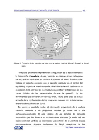 PROCESOS COORDINATIVOS, OPTIMIZACIÓN DE LA TÉCNICA                                      42




Figura 8: Conexión de los ganglios de base con la corteza cerebral (Kandel, Schwartz y Jessel,
        1991).


    - Un papel igualmente importante en la regulación de la actividad motora
 lo desempeña el cerebelo. A este respecto, las distintas zonas del órgano
 se encuentran implicadas en distintas funciones: el lóbulo floculonodular
 trabaja en estrecha conexión con el aparato vestibular en el control del
 equilibrio y la postura, mientras que la zona intermedia está destinada a la
 regulación de la actividad de los músculos agonistas y antagonistas de las
 zonas distales de las extremidades durante la ejecución de los
 movimientos que requieren precisión (Guyton, 1991). Esta tarea se realiza
 a través de la confrontación de los programas motores con la información
 referente al movimiento en curso.
    De hecho, el cerebelo recibe: a) información proveniente de la corteza
 cerebral    referente    a   los   programas     motores    (a    través    de   la   vía
 corticopontocerebelar); b) una «copia» de las señales de comando
 transmitidas por las áreas a las motoneuronas inferiores (a través del haz
 espinocerebelar ventral); c) información procedente de la periferia (husos
 neuromusculares,        órganos    tendinosos    de    Golgi,     receptores     de   las
                                                                  http://www.mastercede.com
 