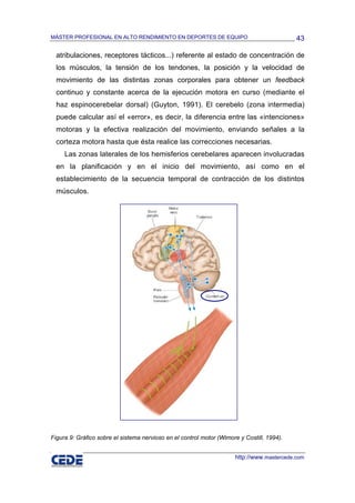 MÁSTER PROFESIONAL EN ALTO RENDIMIENTO EN DEPORTES DE EQUIPO                                43

  atribulaciones, receptores tácticos...) referente al estado de concentración de
  los músculos, la tensión de los tendones, la posición y la velocidad de
  movimiento de las distintas zonas corporales para obtener un feedback
  continuo y constante acerca de la ejecución motora en curso (mediante el
  haz espinocerebelar dorsal) (Guyton, 1991). El cerebelo (zona intermedia)
  puede calcular así el «error», es decir, la diferencia entre las «intenciones»
  motoras y la efectiva realización del movimiento, enviando señales a la
  corteza motora hasta que ésta realice las correcciones necesarias.
     Las zonas laterales de los hemisferios cerebelares aparecen involucradas
  en la planificación y en el inicio del movimiento, así como en el
  establecimiento de la secuencia temporal de contracción de los distintos
  músculos.




Figura 9: Gráfico sobre el sistema nervioso en el control motor (Wimore y Costill, 1994).


                                                                      http://www.mastercede.com
 