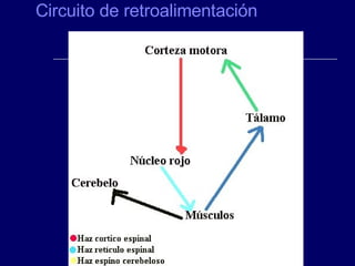Circuito de retroalimentación 