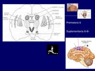 4 Premotora 6 Suplementaria 6-8- 