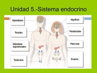 Unidad 5.-Sistema endocrino
 