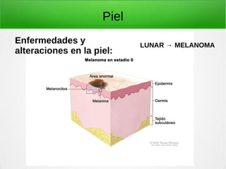 Piel
Enfermedades y
alteraciones en la piel:
LUNAR → MELANOMA
 