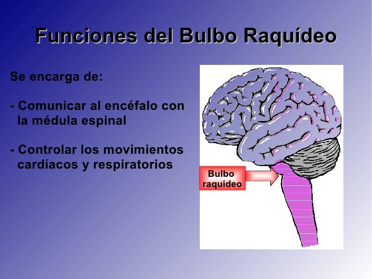 La Coordinación En Los Vertebrados