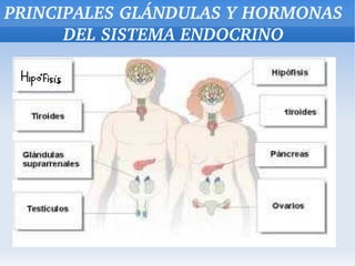 PRINCIPALES GLÁNDULAS Y HORMONAS 
DEL SISTEMA ENDOCRINO

 