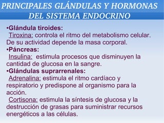 PRINCIPALES GLÁNDULAS Y HORMONAS 
DEL SISTEMA ENDOCRINO
Glándula tiroides:
Tiroxina: controla el ritmo del metabolismo celular.
De su actividad depende la masa corporal.
●Páncreas:
Insulina: estimula procesos que disminuyen la
cantidad de glucosa en la sangre.
●Glándulas suprarrenales:
Adrenalina: estimula el ritmo cardíaco y
respiratorio y predispone al organismo para la
acción.
Cortisona: estimula la síntesis de glucosa y la
destrucción de grasas para suministrar recursos
energéticos a las células.
●

 