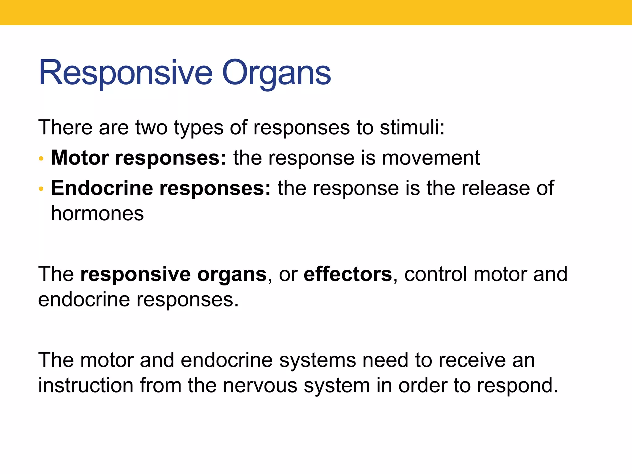 Responsive Organs
There are two types of responses to stimuli:
• Motor responses: the response is movement
• Endocrine responses: the response is the release of
  hormones

The responsive organs, or effectors, control motor and
endocrine responses.

The motor and endocrine systems need to receive an
instruction from the nervous system in order to respond.
 