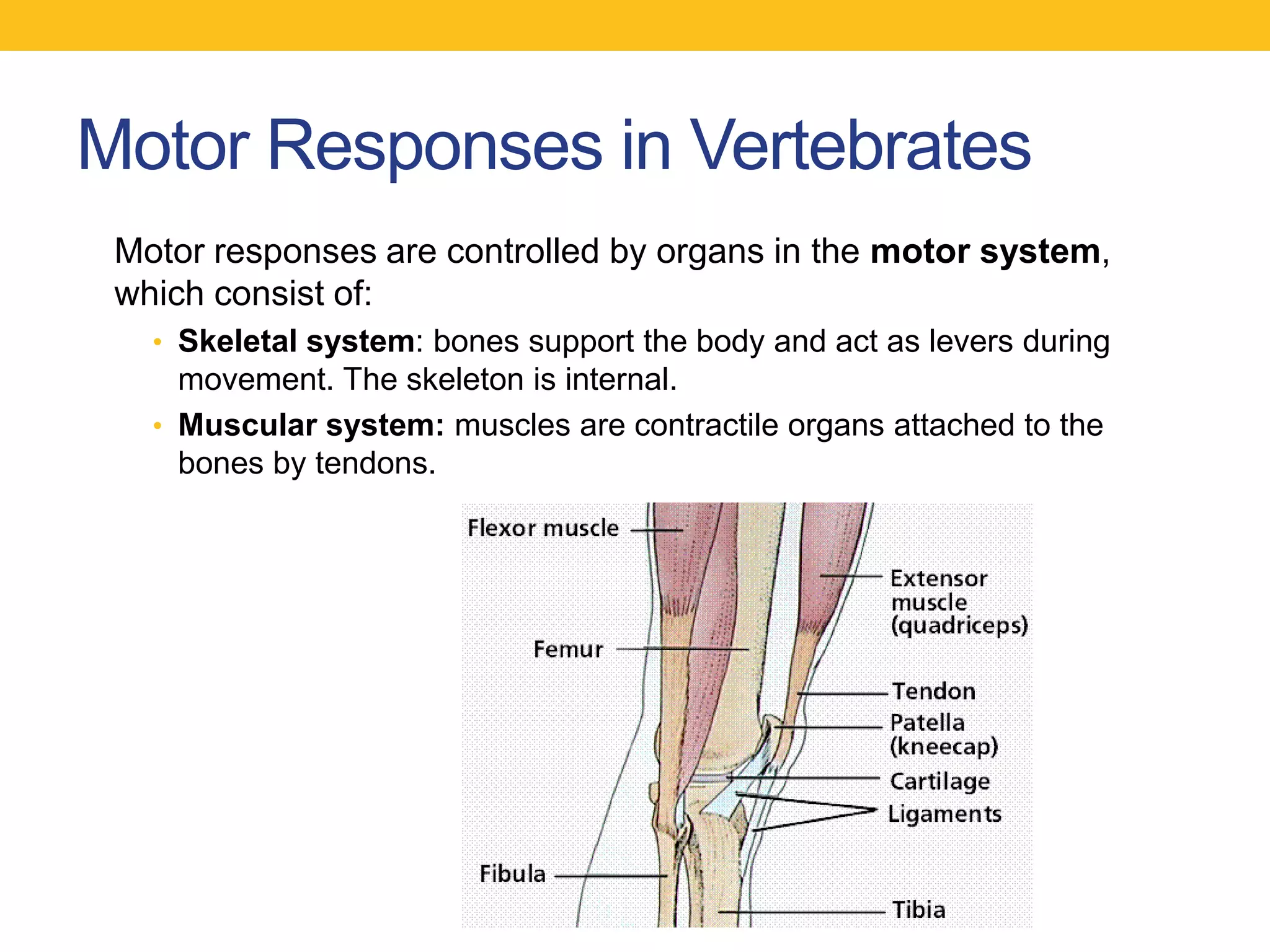 Motor Responses in Vertebrates
 Motor responses are controlled by organs in the motor system,
 which consist of:
   • Skeletal system: bones support the body and act as levers during
     movement. The skeleton is internal.
   • Muscular system: muscles are contractile organs attached to the
     bones by tendons.
 