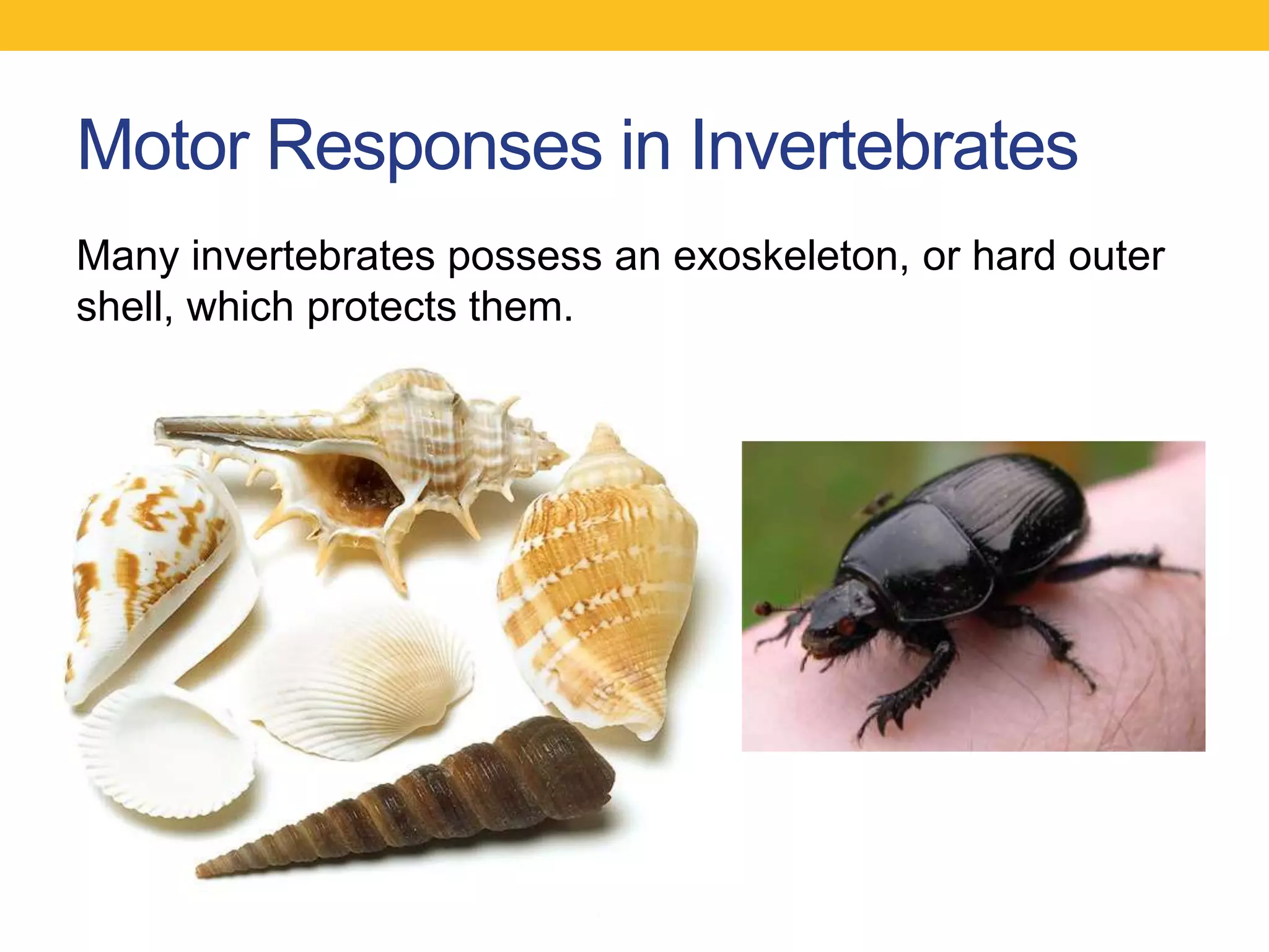 Motor Responses in Invertebrates
Many invertebrates possess an exoskeleton, or hard outer
shell, which protects them.
 