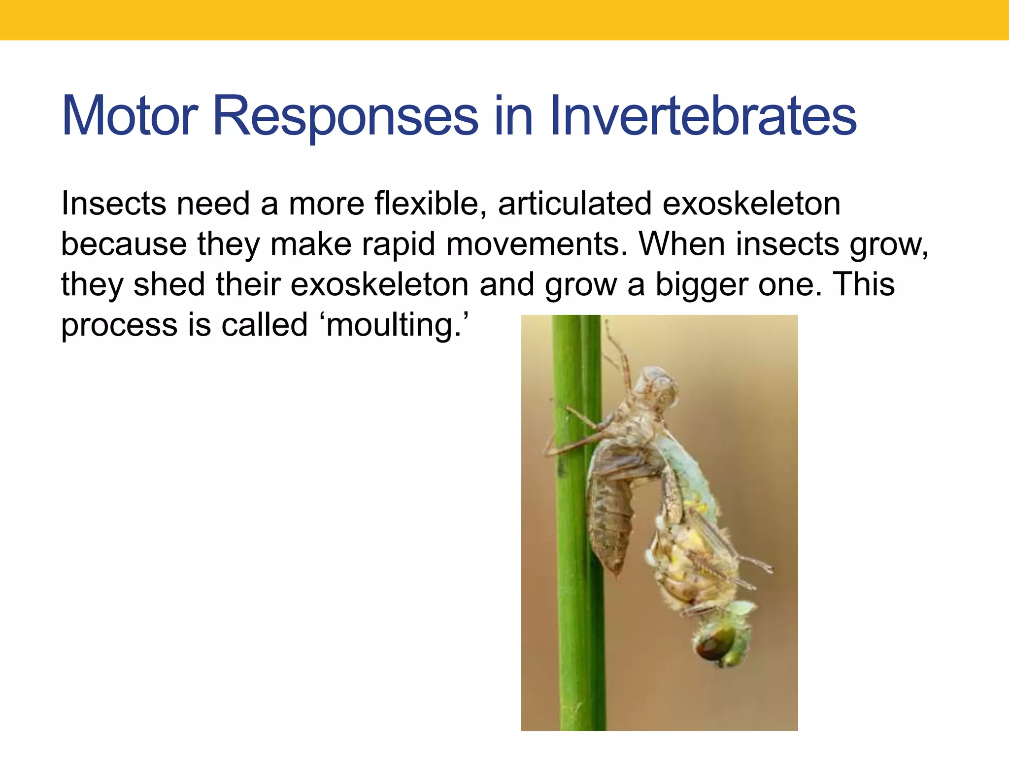 Motor Responses in Invertebrates
Insects need a more flexible, articulated exoskeleton
because they make rapid movements. When insects grow,
they shed their exoskeleton and grow a bigger one. This
process is called „moulting.‟
 