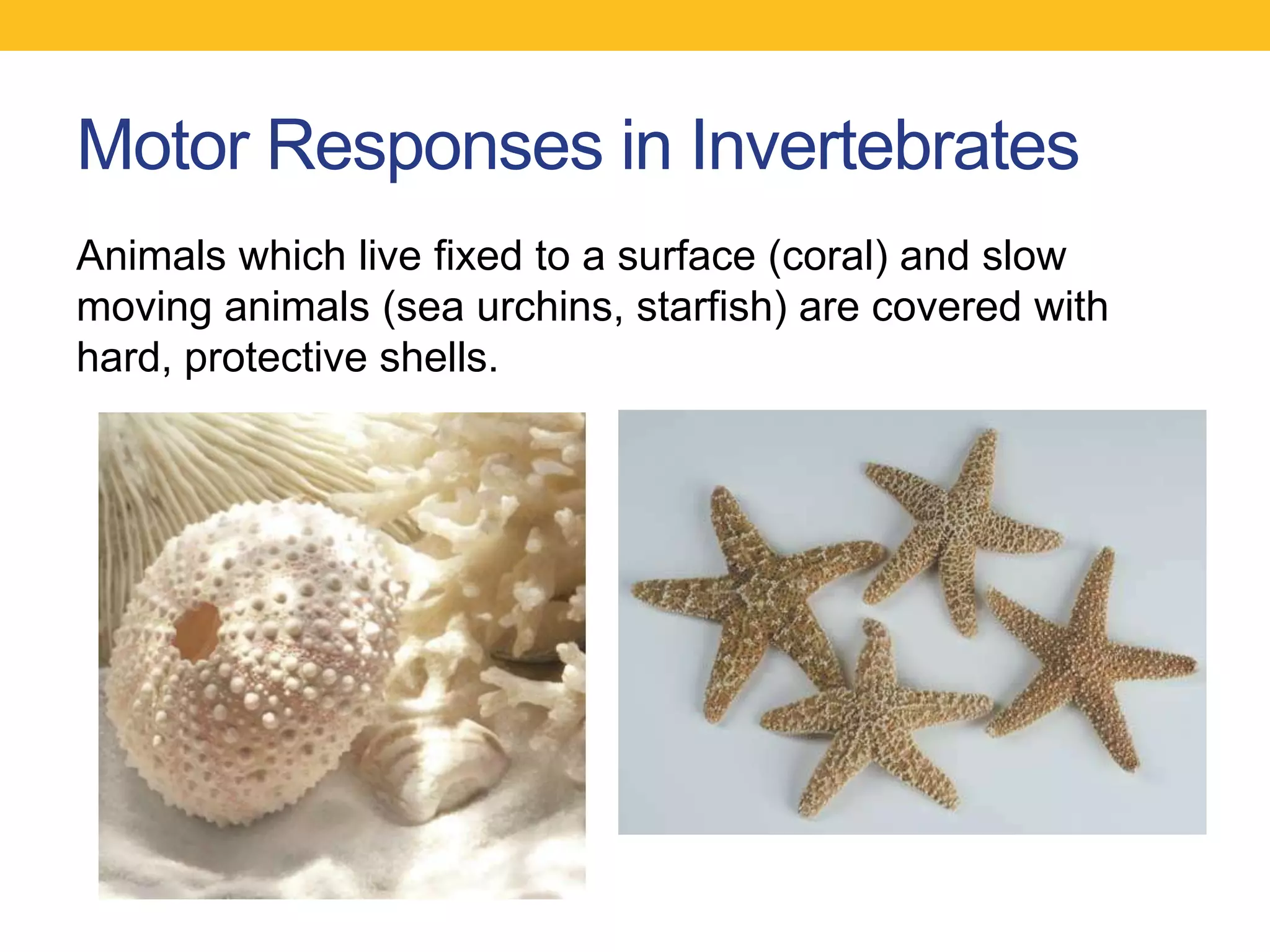 Motor Responses in Invertebrates
Animals which live fixed to a surface (coral) and slow
moving animals (sea urchins, starfish) are covered with
hard, protective shells.
 