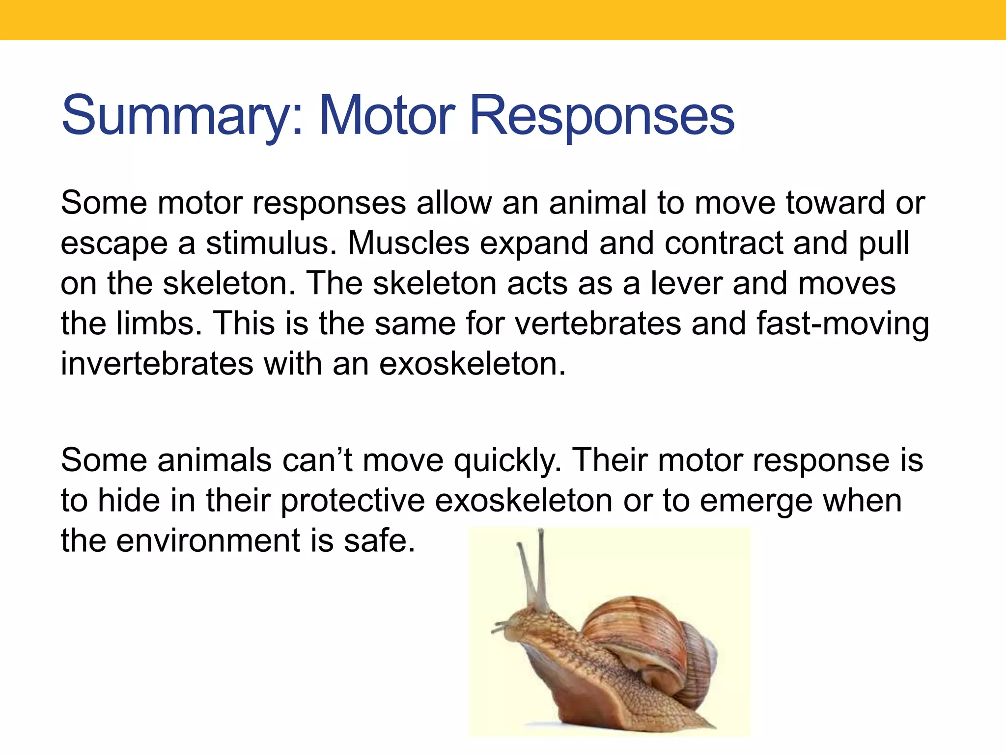 Summary: Motor Responses
Some motor responses allow an animal to move toward or
escape a stimulus. Muscles expand and contract and pull
on the skeleton. The skeleton acts as a lever and moves
the limbs. This is the same for vertebrates and fast-moving
invertebrates with an exoskeleton.

Some animals can‟t move quickly. Their motor response is
to hide in their protective exoskeleton or to emerge when
the environment is safe.
 