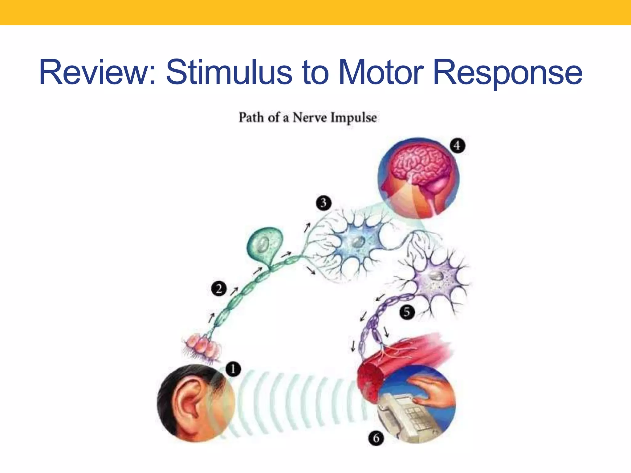 Review: Stimulus to Motor Response
 