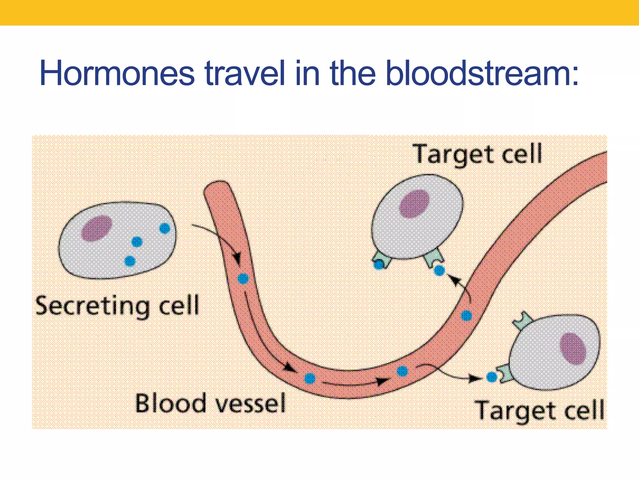 Hormones travel in the bloodstream:
 