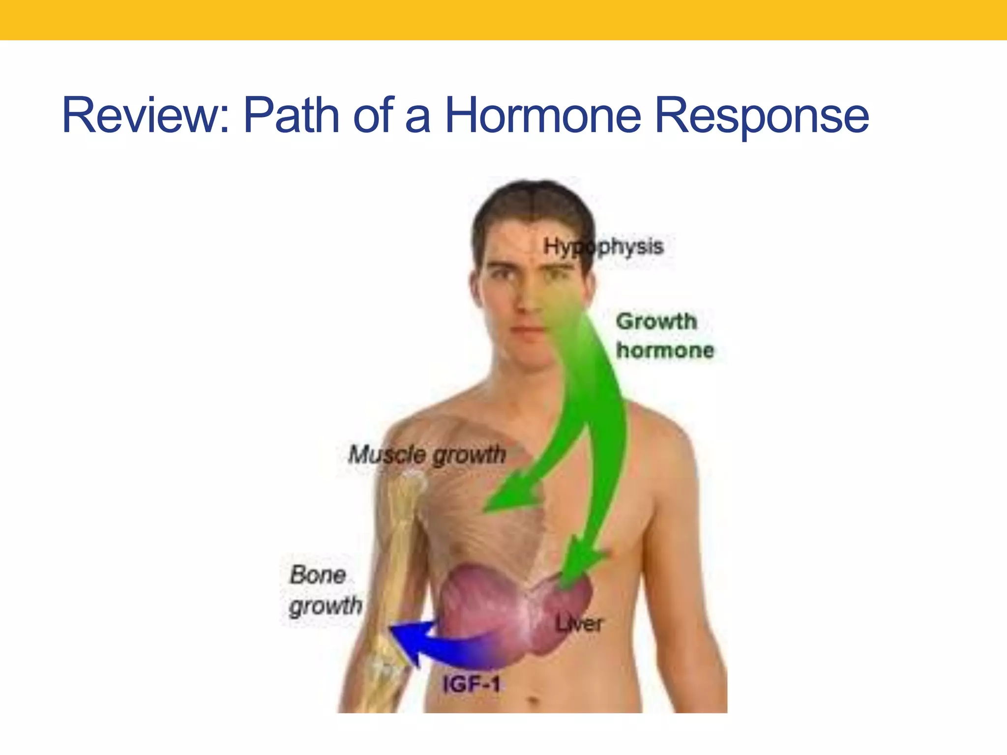 Review: Path of a Hormone Response
 