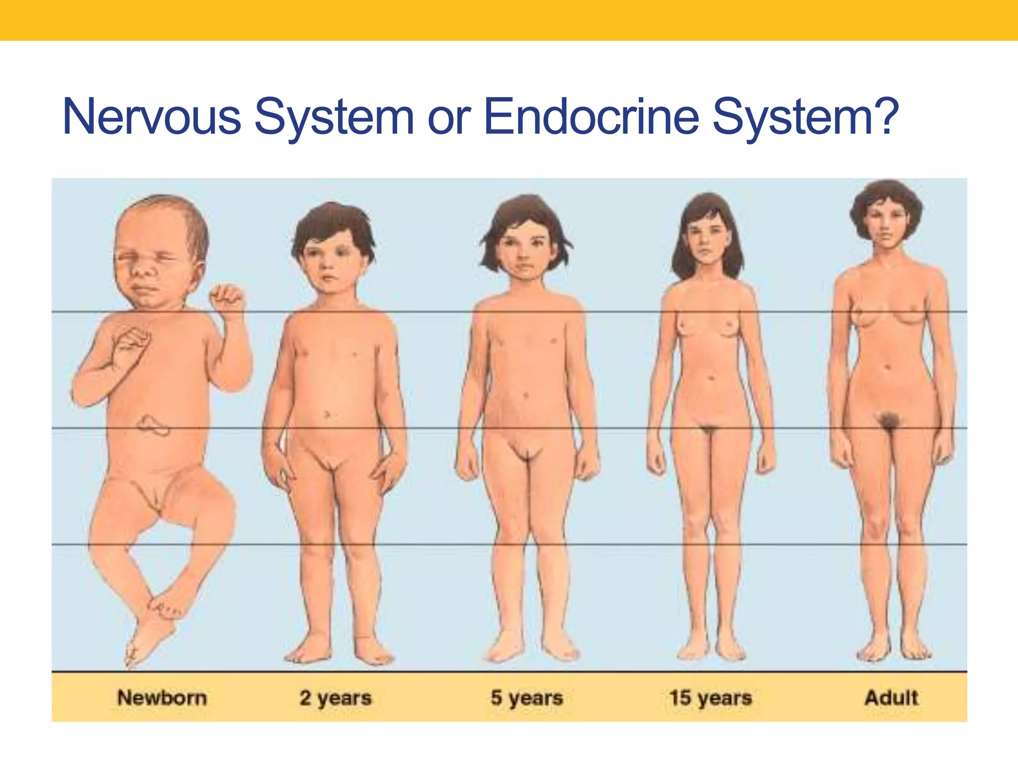 Nervous System or Endocrine System?
 