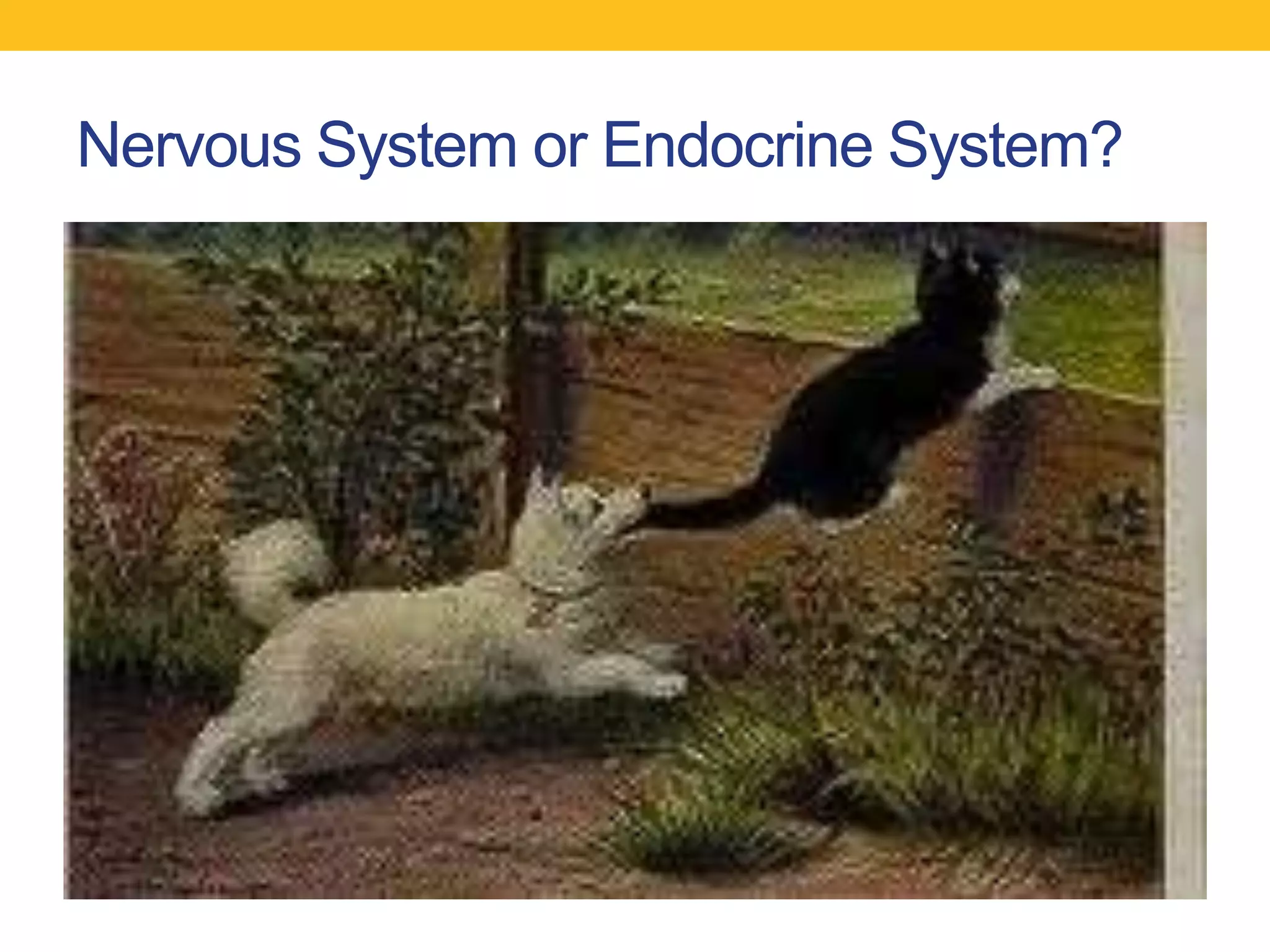 Nervous System or Endocrine System?
 