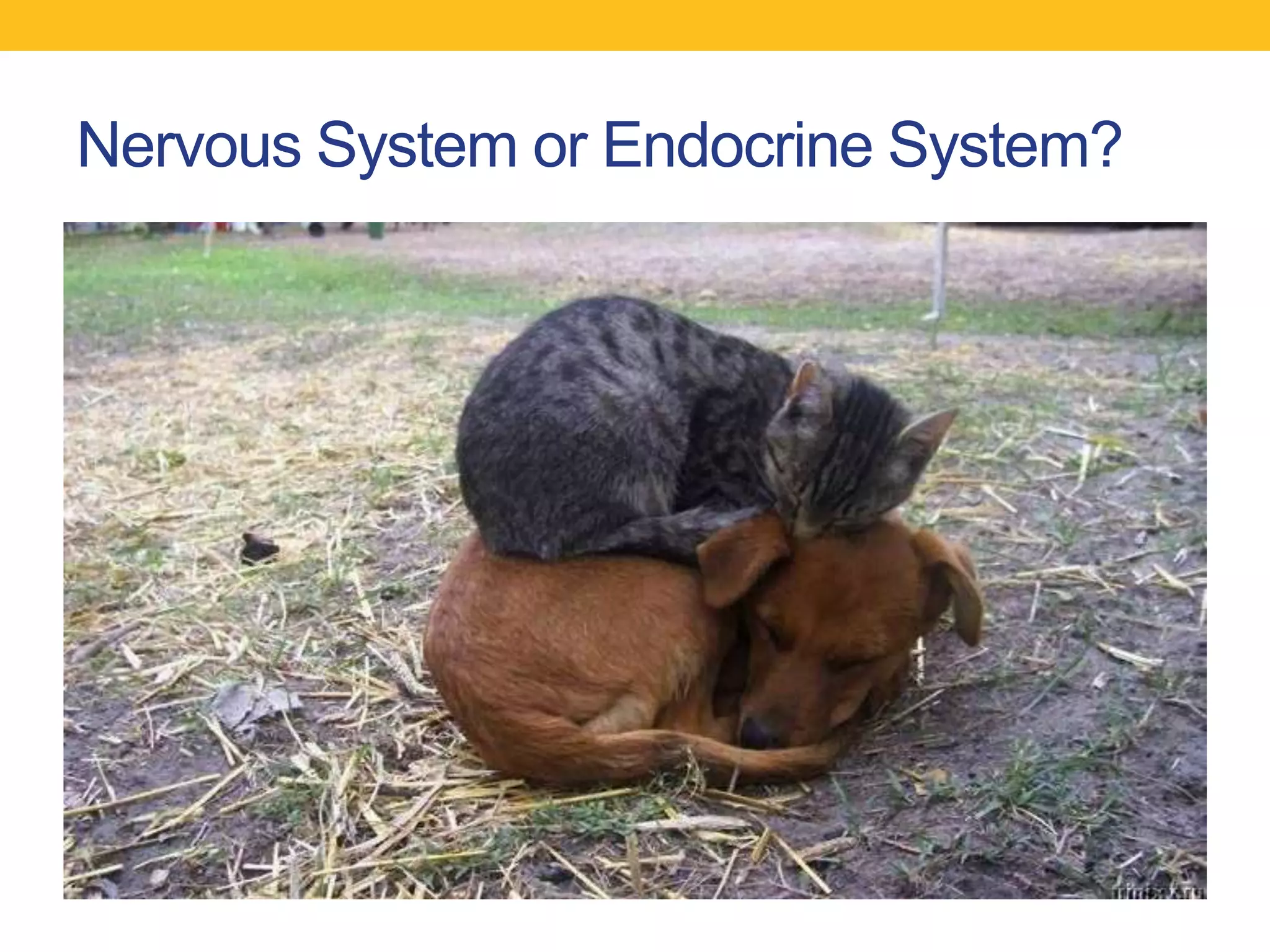 Nervous System or Endocrine System?
 