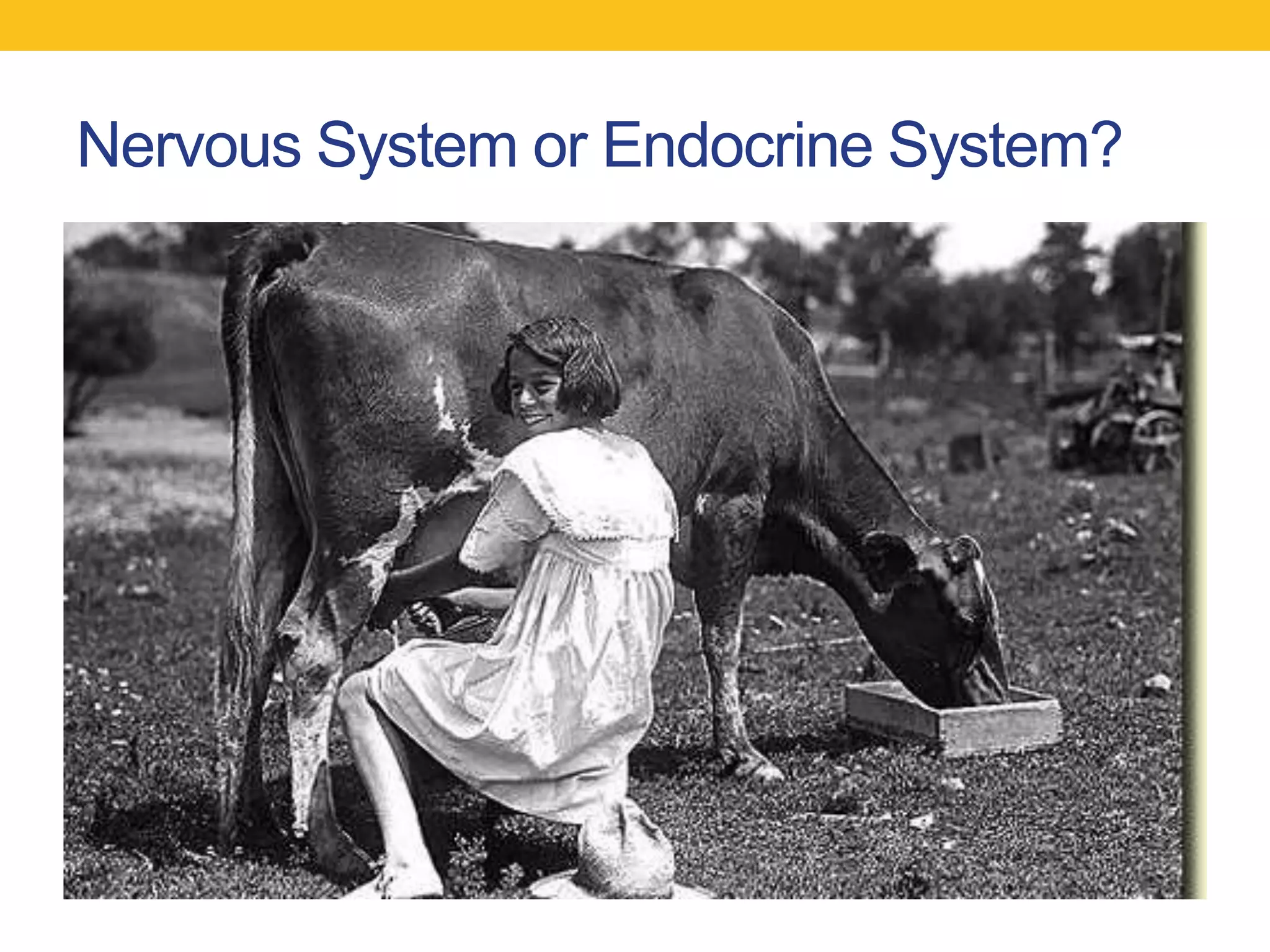 Nervous System or Endocrine System?
 