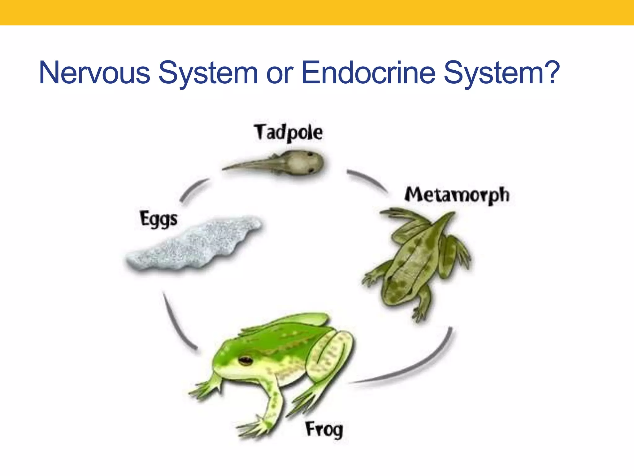 Nervous System or Endocrine System?
 