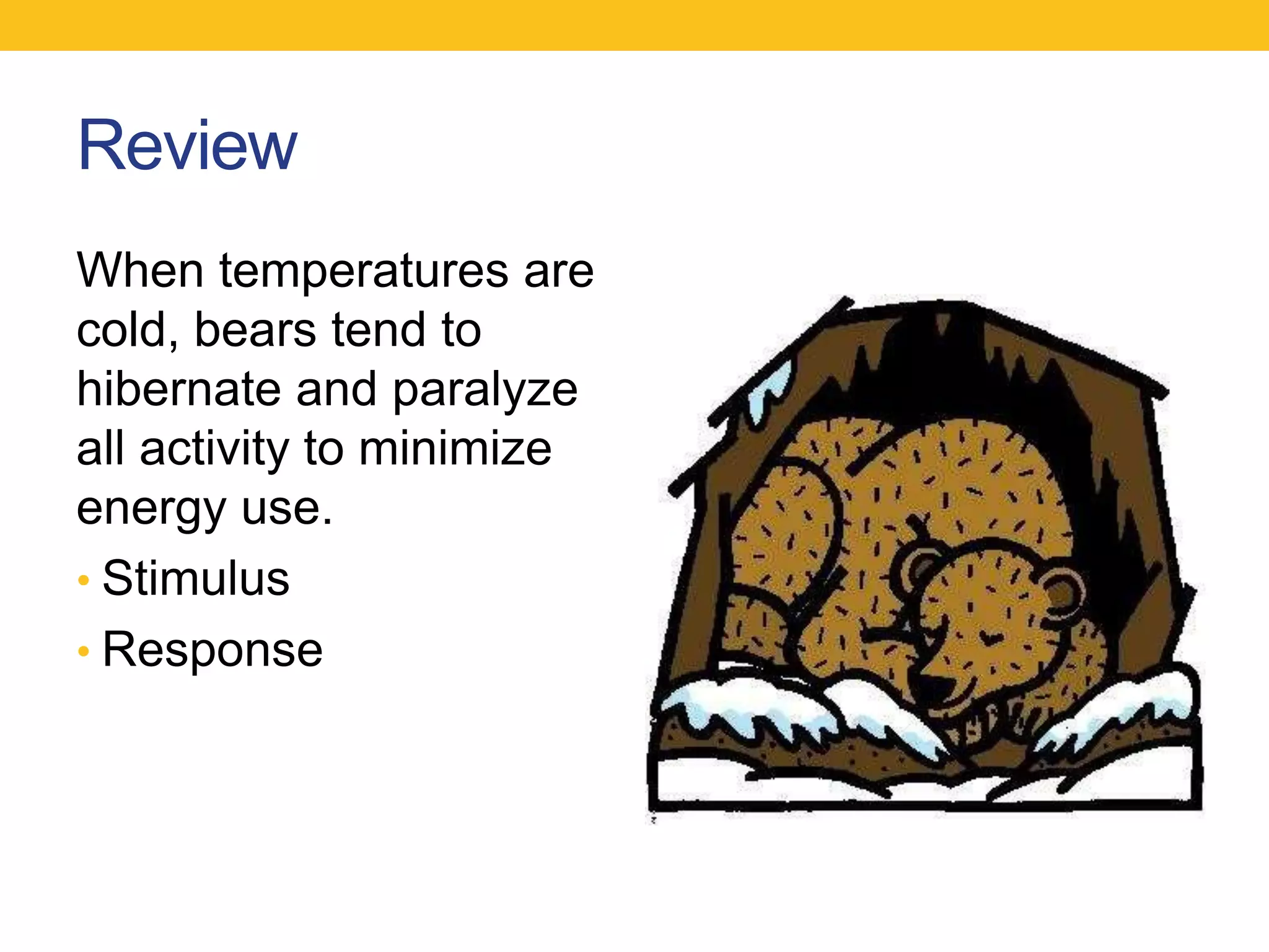 Review
When temperatures are
cold, bears tend to
hibernate and paralyze
all activity to minimize
energy use.
• Stimulus
• Response
 