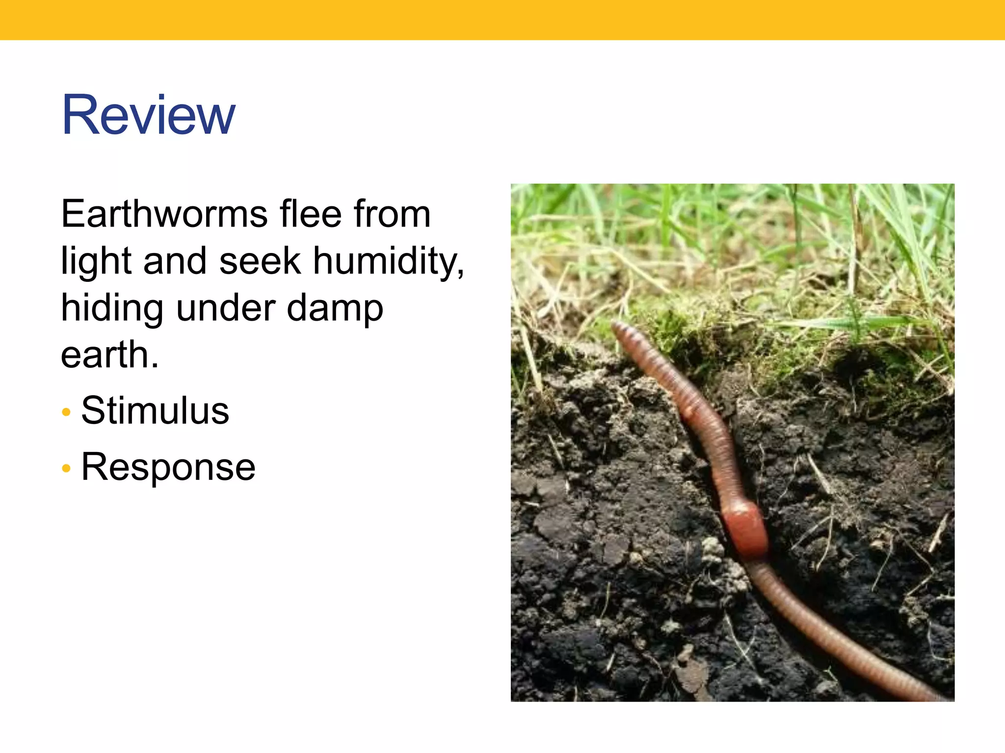 Review
Earthworms flee from
light and seek humidity,
hiding under damp
earth.
• Stimulus
• Response
 