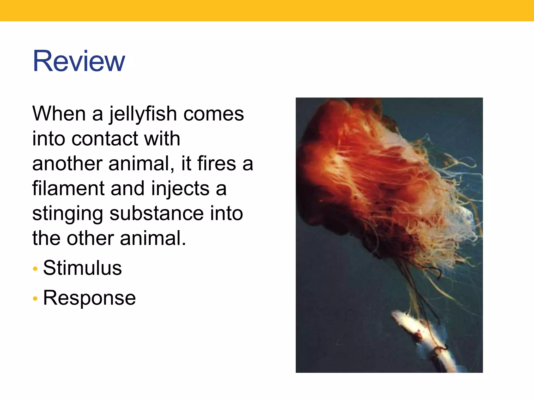 Review
When a jellyfish comes
into contact with
another animal, it fires a
filament and injects a
stinging substance into
the other animal.
• Stimulus
• Response
 