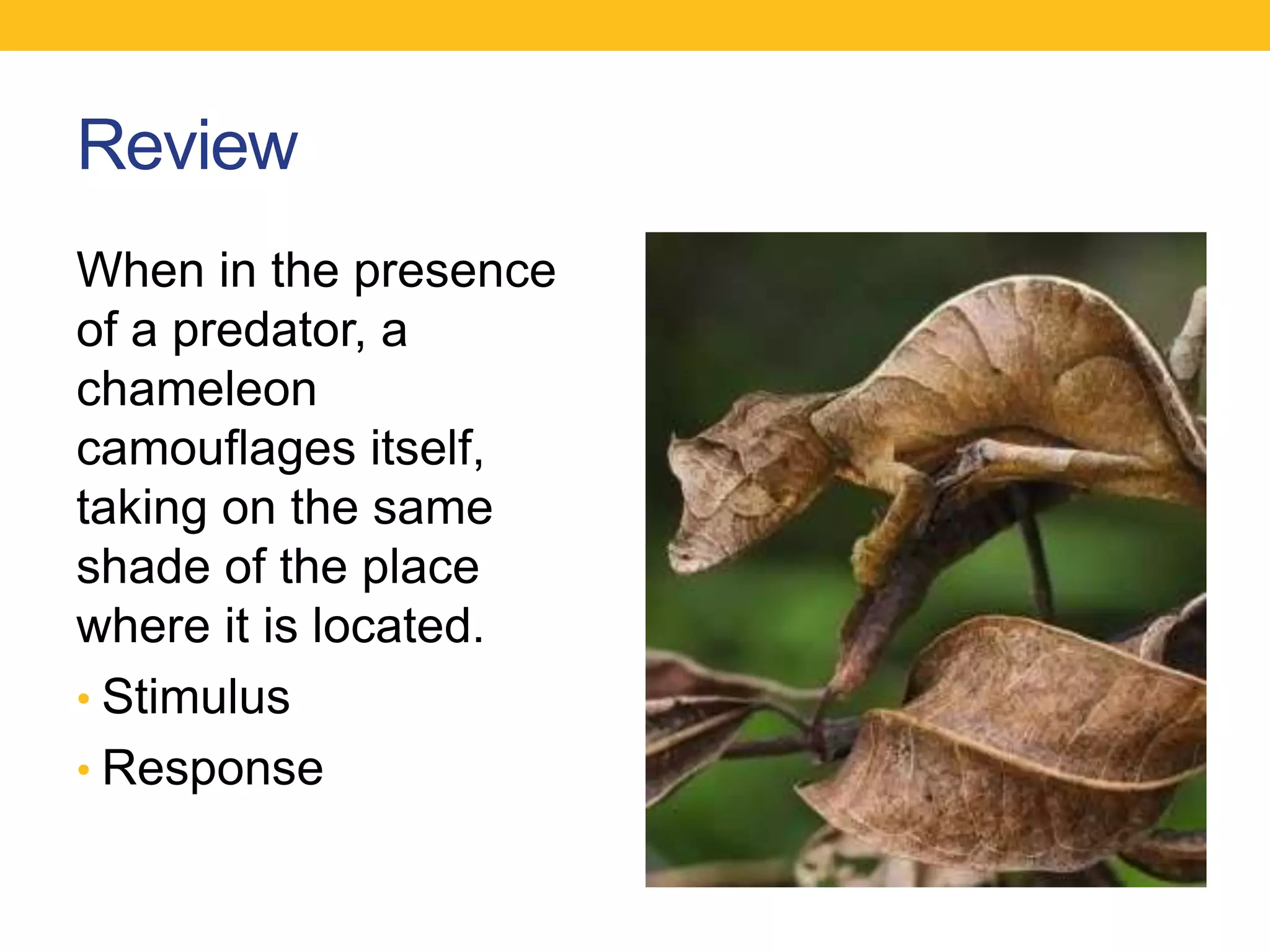 Review
When in the presence
of a predator, a
chameleon
camouflages itself,
taking on the same
shade of the place
where it is located.
• Stimulus
• Response
 