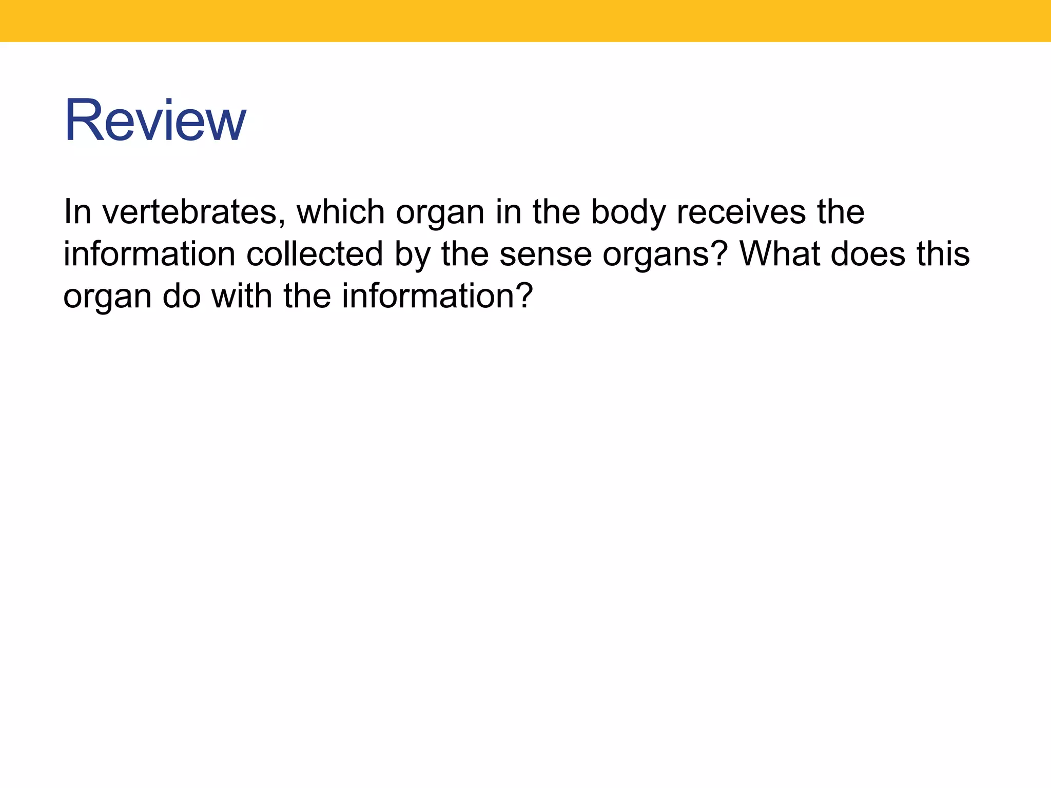 Review
In vertebrates, which organ in the body receives the
information collected by the sense organs? What does this
organ do with the information?
 