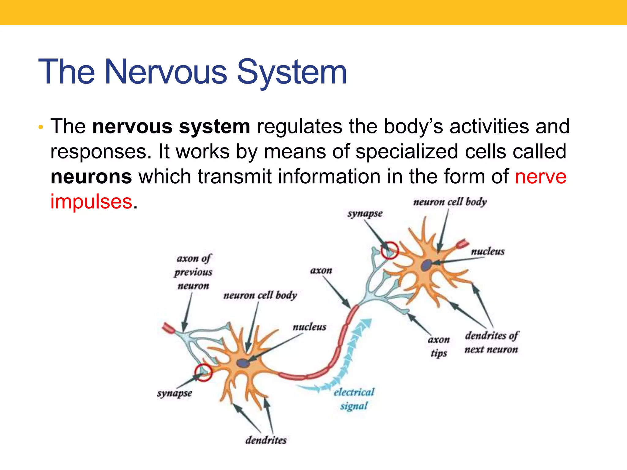 The Nervous System
• The nervous system regulates the body‟s activities and
 responses. It works by means of specialized cells called
 neurons which transmit information in the form of nerve
 impulses.
 