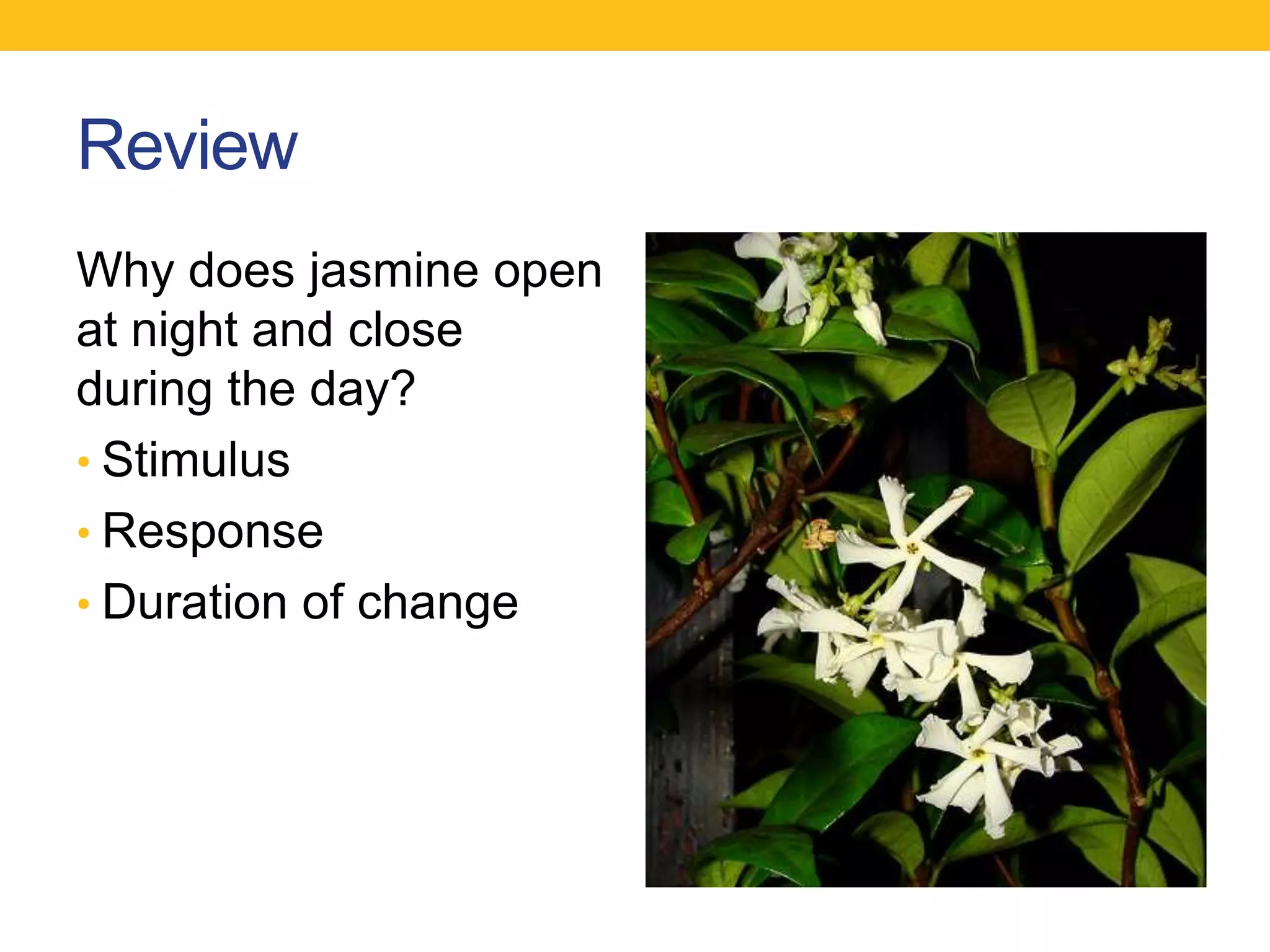 Review
Why does jasmine open
at night and close
during the day?
• Stimulus
• Response
• Duration of change
 