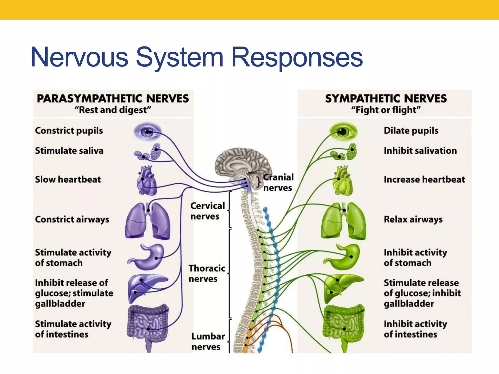 Nervous System Responses
 