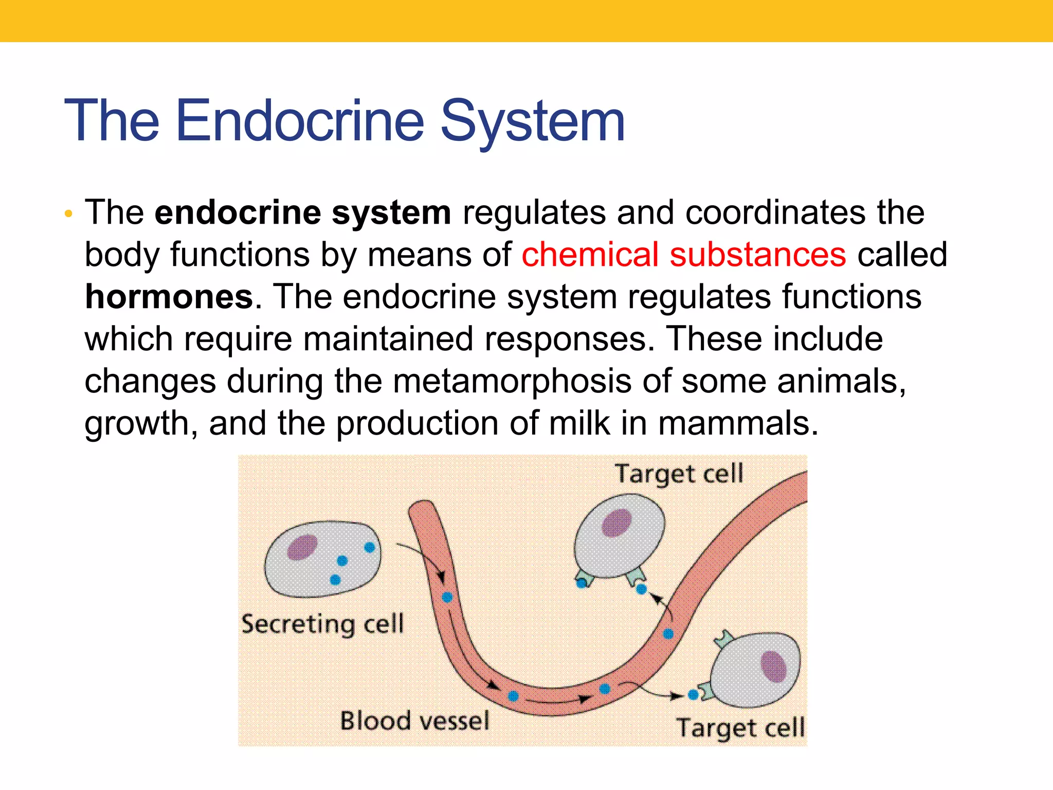 The Endocrine System
• The endocrine system regulates and coordinates the
 body functions by means of chemical substances called
 hormones. The endocrine system regulates functions
 which require maintained responses. These include
 changes during the metamorphosis of some animals,
 growth, and the production of milk in mammals.
 