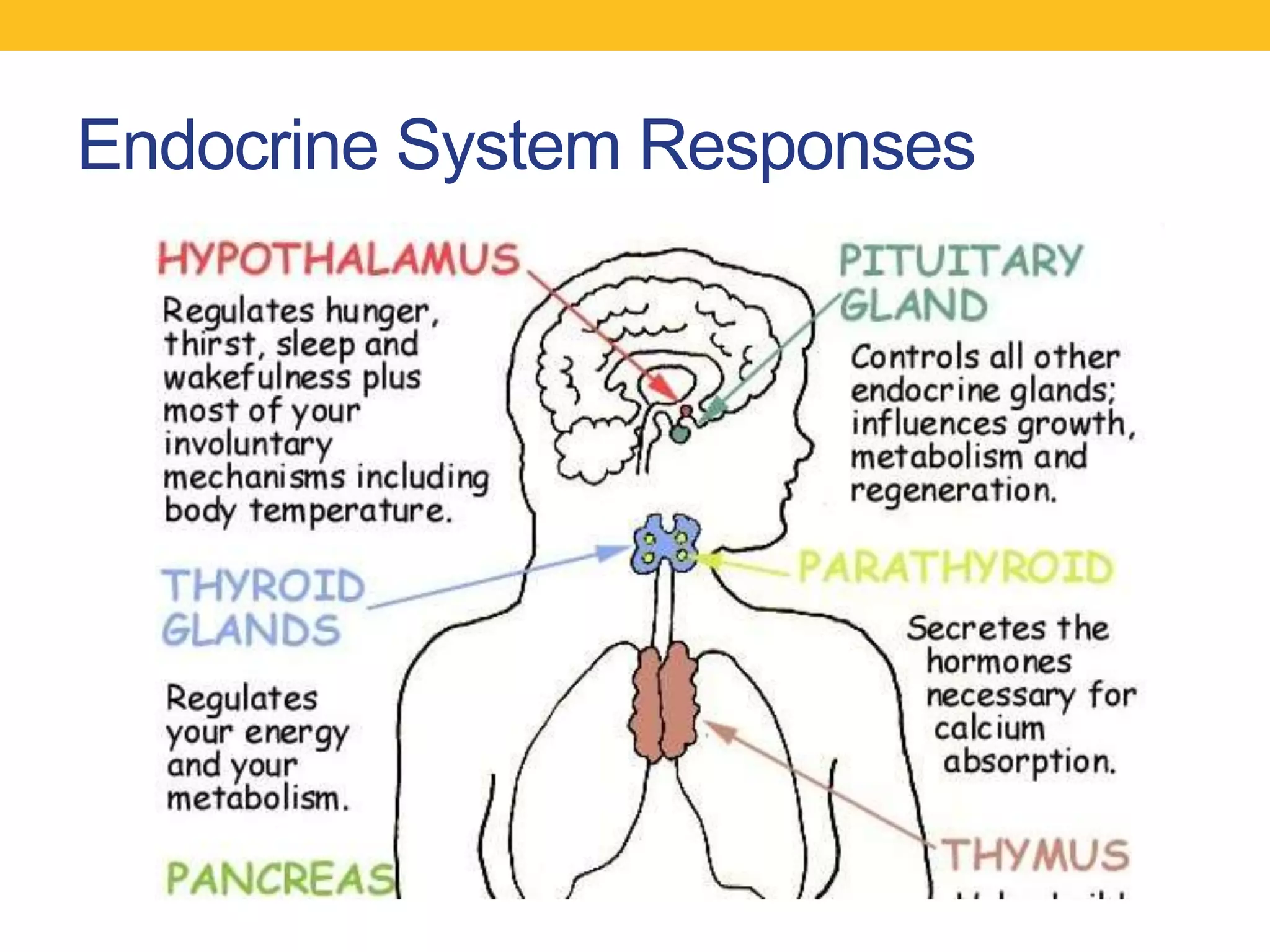 Endocrine System Responses
 