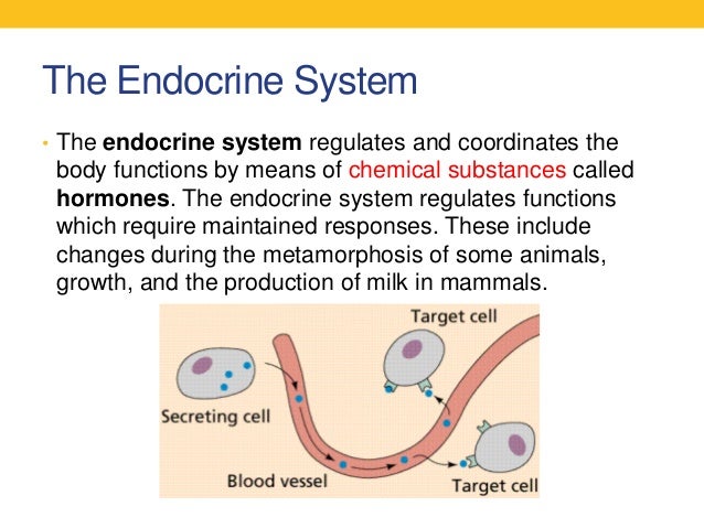 What is the purpose of the endocrine system?