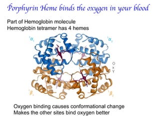 Porphyrin Heme binds the oxygen in your blood	

Part of Hemoglobin molecule
Hemoglobin tetramer has 4 hemes
Oxygen binding causes conformational change
Makes the other sites bind oxygen better
 