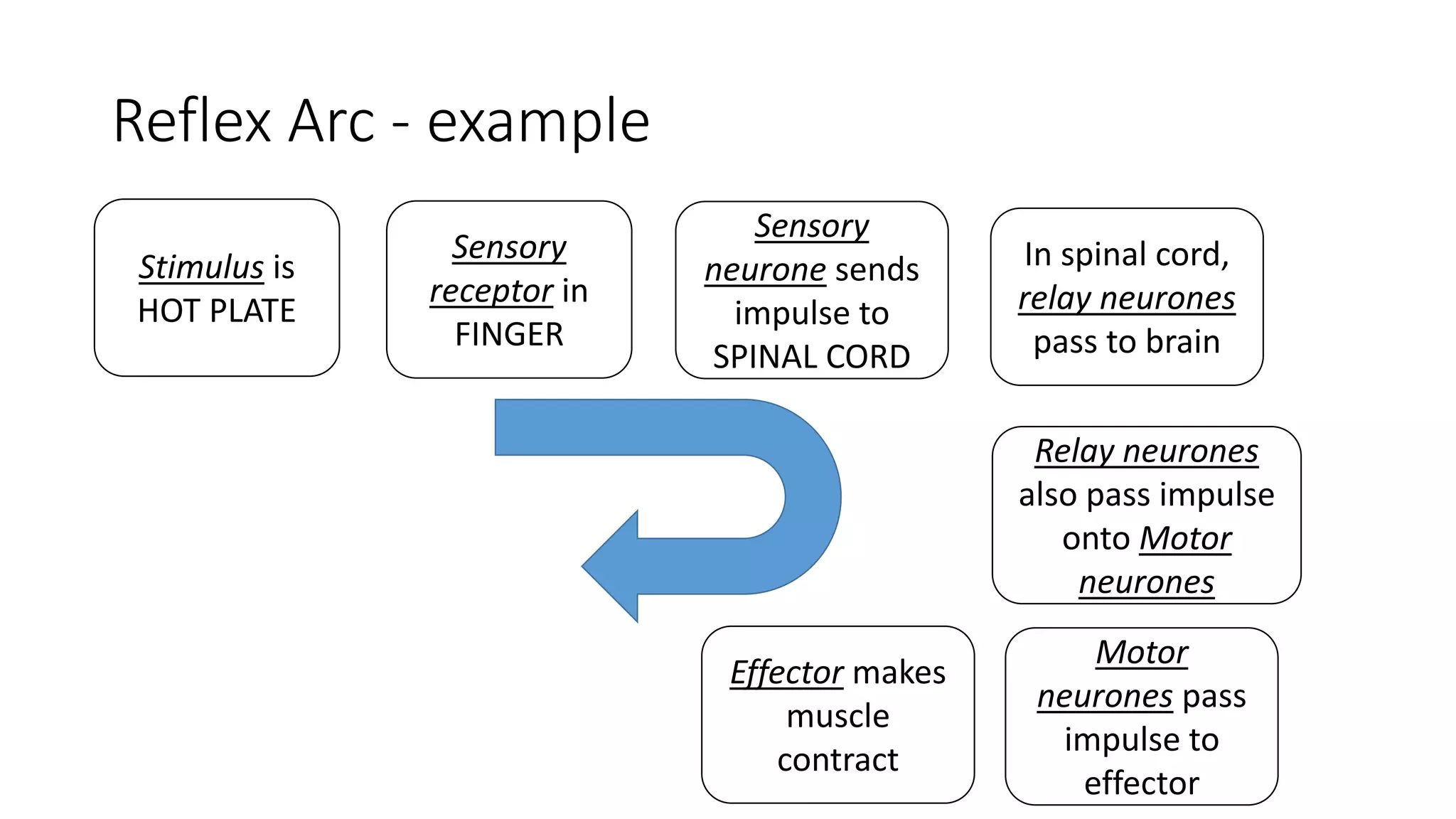Reflex Arc - example
Sensory
receptor in
FINGER
Stimulus is
HOT PLATE
Sensory
neurone sends
impulse to
SPINAL CORD
In spinal cord,
relay neurones
pass to brain
Relay neurones
also pass impulse
onto Motor
neurones
Motor
neurones pass
impulse to
effector
Effector makes
muscle
contract
 