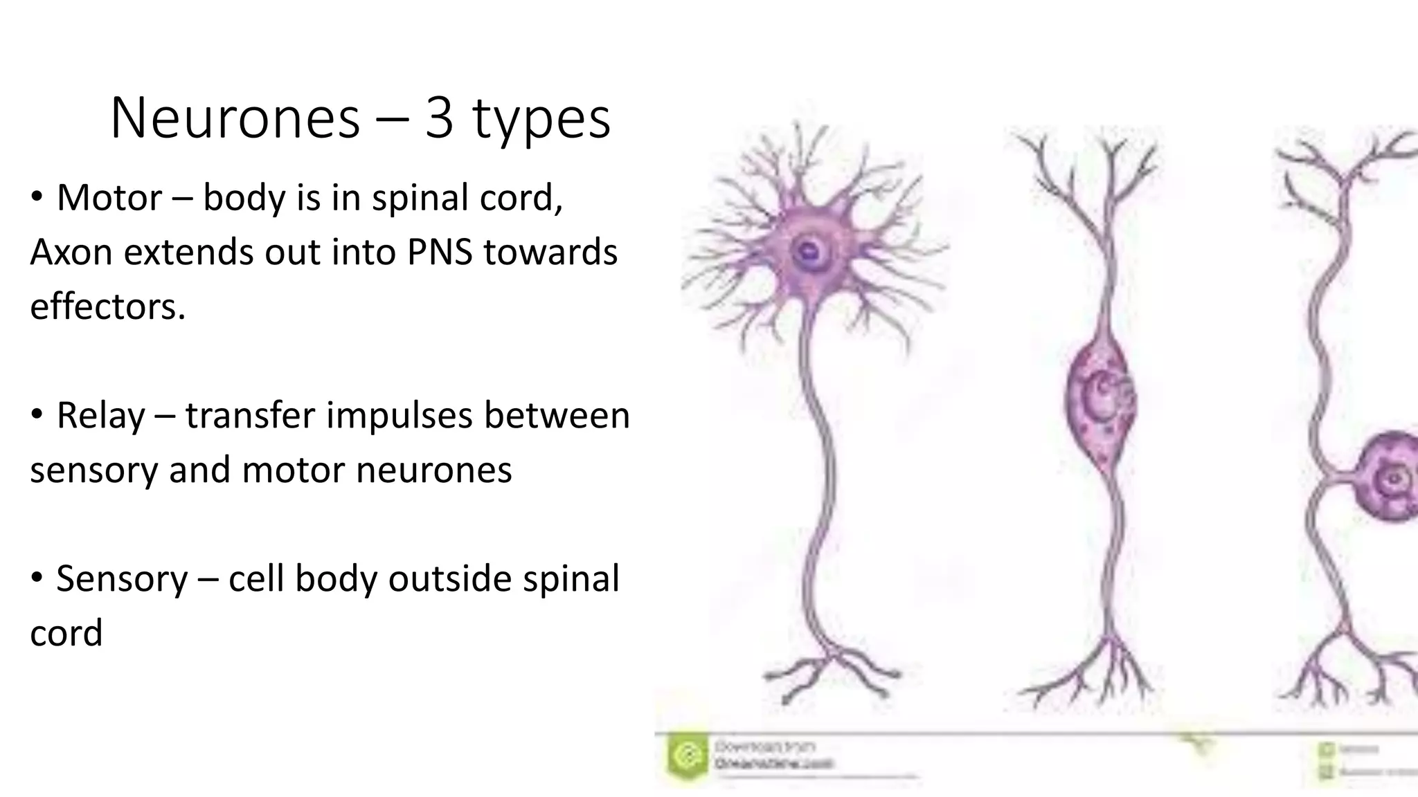 Neurones – 3 types
• Motor – body is in spinal cord,
Axon extends out into PNS towards
effectors.
• Relay – transfer impulses between
sensory and motor neurones
• Sensory – cell body outside spinal
cord
 