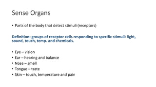 Sense Organs
• Parts of the body that detect stimuli (receptors)
Definition: groups of receptor cells responding to specific stimuli: light,
sound, touch, temp. and chemicals.
• Eye – vision
• Ear – hearing and balance
• Nose – smell
• Tongue – taste
• Skin – touch, temperature and pain
 