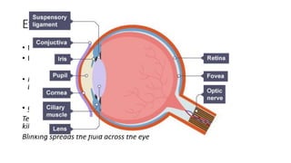 Eye
• Eye is a sense organ.
• Rod and cone cells in the retina are receptors. Sensitive to light.
• Protected by a bony socket in the skull (orbit). Completely surrounded by
bone except for the front.
• Conjunctiva – a thin, transparent membrane, to protect
Tear glands keep this membrane moist and contain an enzyme lysozyme to
kill bacteria.
Blinking spreads the fluid across the eye
 