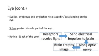 Eye (cont.)
• Eyelids, eyebrows and eyelashes help stop dirt/dust landing on the
eye.
• Sclera protects inside part of the eye.
• Retina - (back of the eye)
Receptors
receive light
Send electrical
impulses to brain
Along optic
nerve
Brain creates
image
 