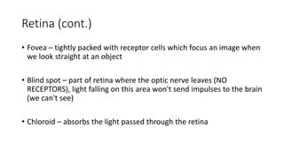 Retina (cont.)
• Fovea – tightly packed with receptor cells which focus an image when
we look straight at an object
• Blind spot – part of retina where the optic nerve leaves (NO
RECEPTORS), light falling on this area won't send impulses to the brain
(we can't see)
• Chloroid – absorbs the light passed through the retina
 