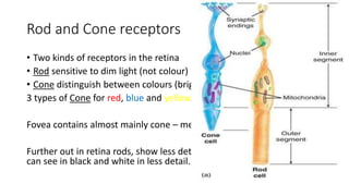 Rod and Cone receptors
• Two kinds of receptors in the retina
• Rod sensitive to dim light (not colour)
• Cone distinguish between colours (bright light)
3 types of Cone for red, blue and yellow.
Fovea contains almost mainly cone – meaning we can focus an image
Further out in retina rods, show less detailed images. In darkness we
can see in black and white in less detail.
 