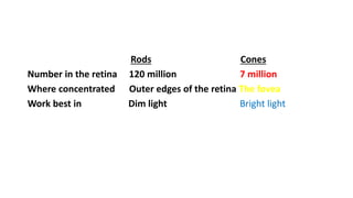 Rods Cones
Number in the retina 120 million 7 million
Where concentrated Outer edges of the retina The fovea
Work best in Dim light Bright light
 